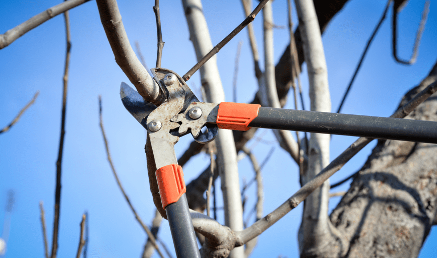 Tree Trimming
